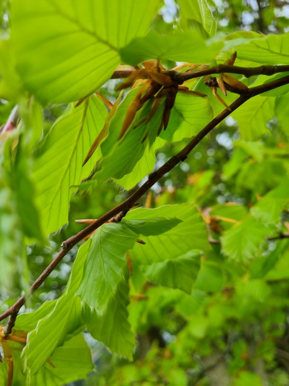 Through The Leaves