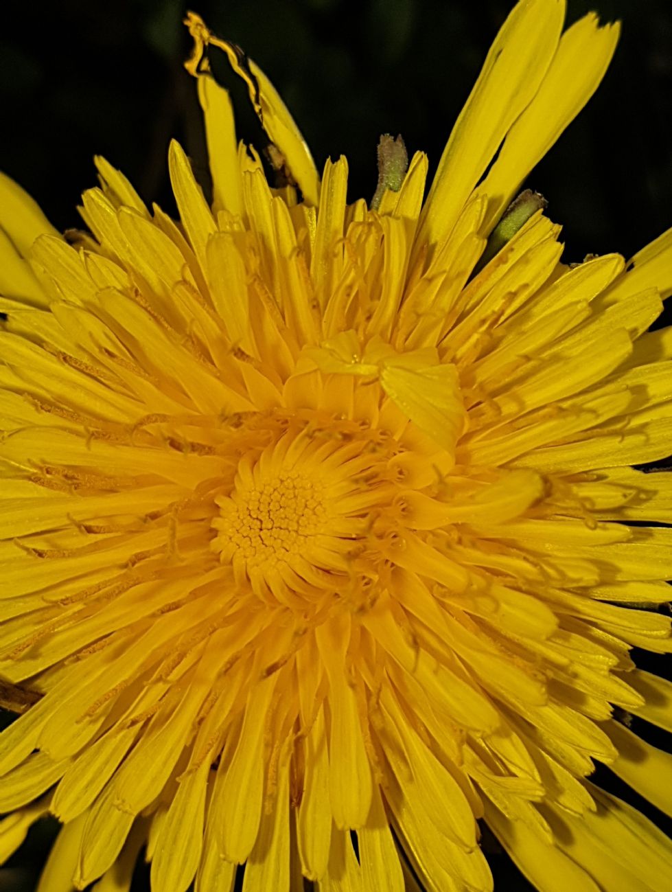 Golden Sunburst
